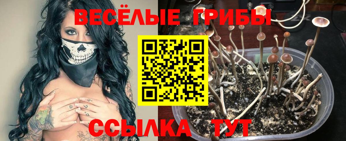 Нягань  Псилоцибиновые грибы Psilocybine cubensis  Вход с VPN 